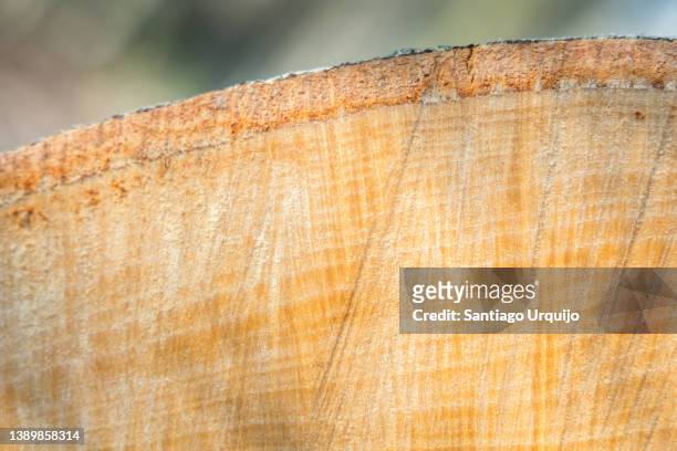 close-up of tree rings on a cut beech tree - beech wood texture stock pictures, royalty-free photos & images