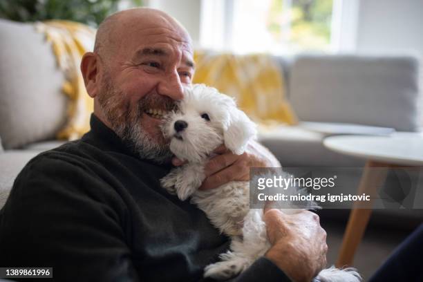 kaukasischer mann, der seinen maltesischen hundewelpen umarmt - ein tag im leben stock-fotos und bilder