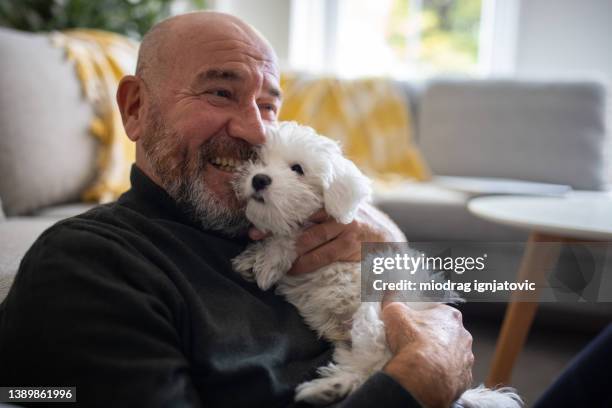 caucasian man embracing his maltese dog puppy - man dog home stockfoto's en -beelden