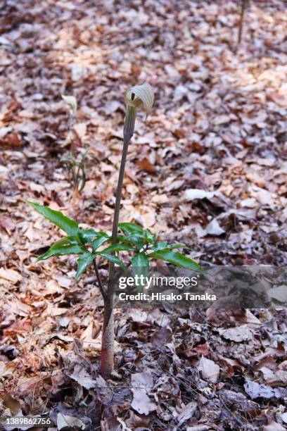 photograph of arisaema serratum. - dead leaf moth stock pictures, royalty-free photos & images