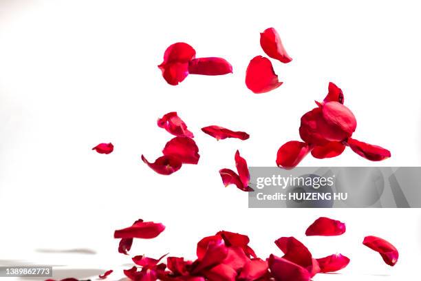 rose petals fall to the floor - bloemblaadje stockfoto's en -beelden