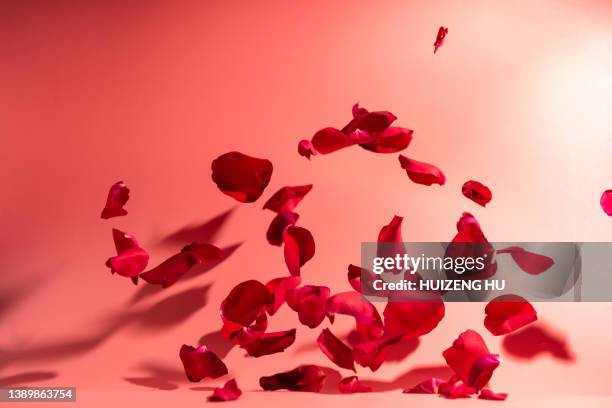 falling red flower petals. valentine's day background - falling in love stock-fotos und bilder