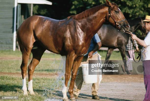 Groom washes down American thoroughbred Secretariat on the eve of the Belmont Stakes, at Belmont Park in Elmont, New York, 8th June 1973. Having...