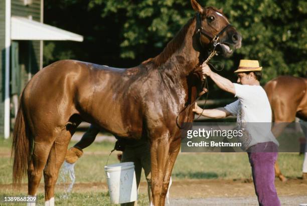 Groom washes down American thoroughbred Secretariat on the eve of the Belmont Stakes, at Belmont Park in Elmont, New York, 8th June 1973. Having...