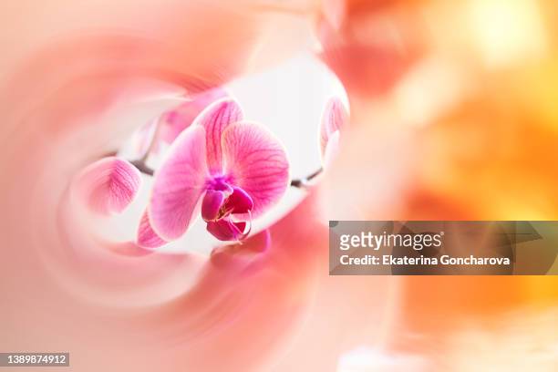colored abstract background with orchid flower. - orchid dendrobium single stem foto e immagini stock