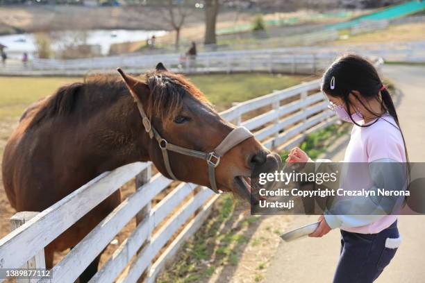 girl feeding the horse with carrots at the public park farm - ibaraki prefecture photos et images de collection