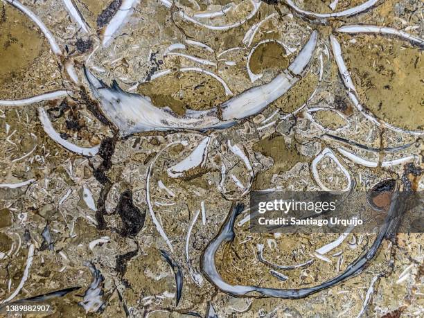 Shells Altering Rocks 7,566 Fossilized Rock Stock Photos, High-Res Pictures, and Images ...