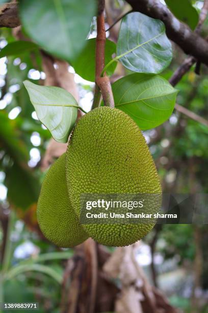 jackfruit - jackfruit stock-fotos und bilder