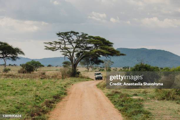 safari jeep car deriving across the scenic african landscape in serengeti national park, tanzania - tarangire national park 個照片及圖片檔