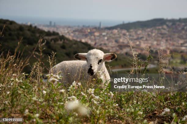 Sheep grazes near the Mirador de Montbau, on April 6 in Barcelona, Catalonia, Spain. Today, the councilor for Climate Emergency of the Barcelona City...