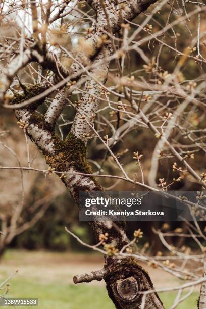 Swollen Tree 51 Swollen Stem Stock Photos, High-Res Pictures, and Images - Getty Images