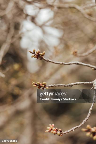 Swollen Tree 51 Swollen Stem Stock Photos, High-Res Pictures, and Images - Getty Images