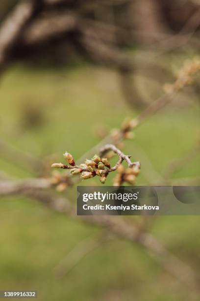 Swollen Tree Swollen Stem Photos and Premium High Res Pictures - Getty Images