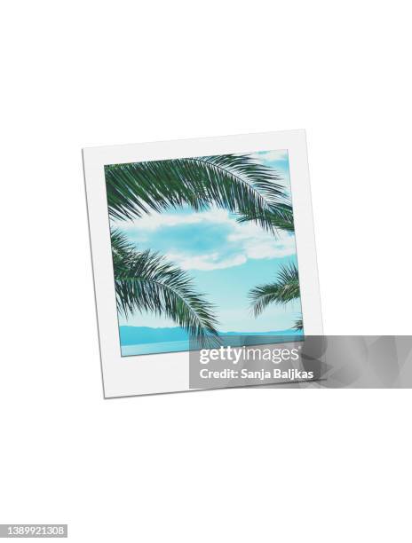 polaroid of palms - transferência de impressão instantânea imagens e fotografias de stock