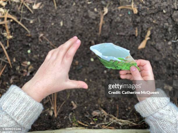 young mixed-race girl plants green peas in springtime vegetable garden - seed packet stock pictures, royalty-free photos & images
