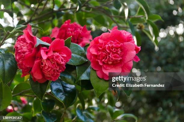 beautiful red camellia japonica - camellia bush stock-fotos und bilder