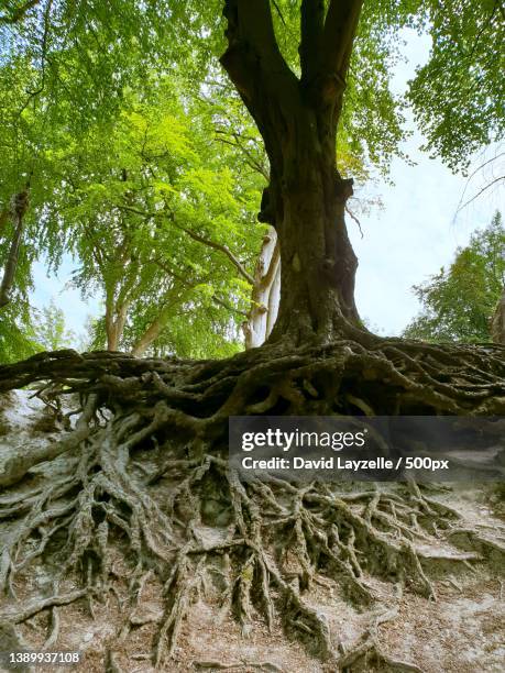 Finding Tree Roots Finding Your Roots Photos and Premium High Res Pictures - Getty Images