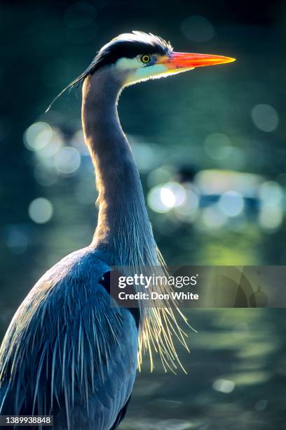 birds on vancouver island british columbia - heron stock pictures, royalty-free photos & images