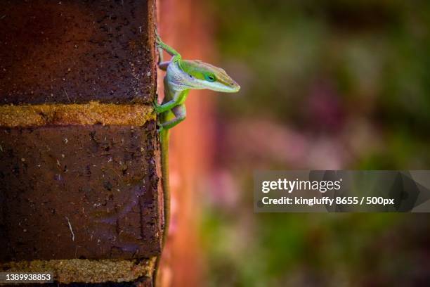 lizard,close-up of anole chameleon on wood - arboreal animals stock-fotos und bilder