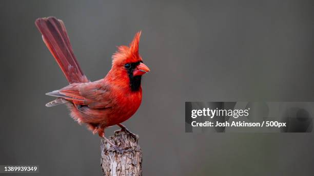 northern cardinal,close-up of northern cardinal perching on wood - fringillidae imagens e fotografias de stock