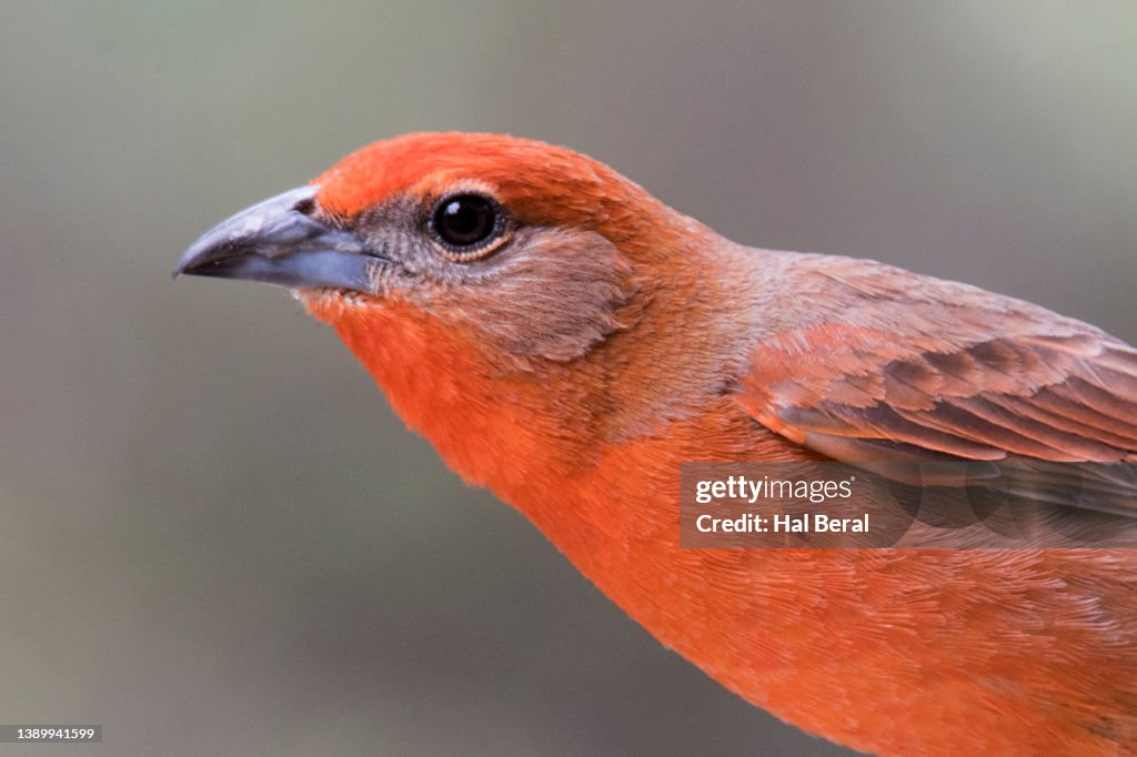 Hepatic Tanager close-up
