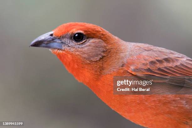 Hepatic Tanager Closeup High-Res Stock Photo