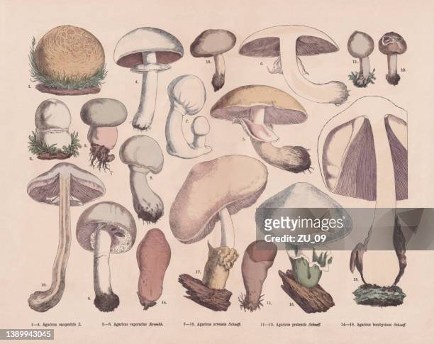 edible mushrooms, hand-colored wood engraving, published in 1887 - edible mushroom stock illustrations