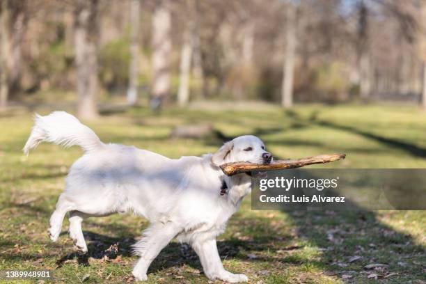 labrador retriever playing with a stick at a park - animal behavior stock-fotos und bilder