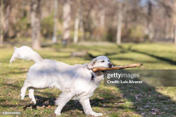 labrador retriever playing with a stick at a park - labrador retriever stock pictures, royalty-free photos & images