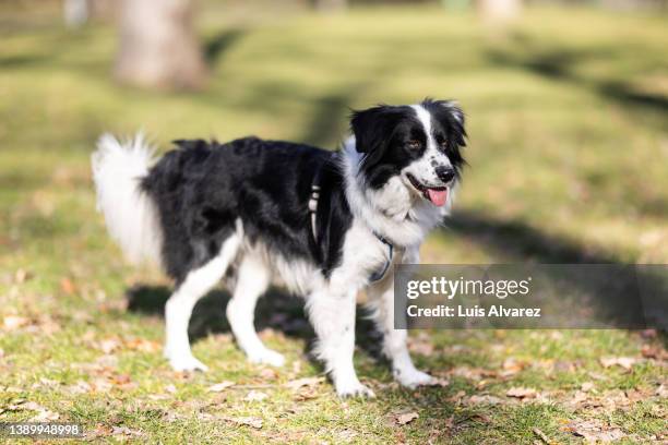 border collie dog at the park - border collie stock-fotos und bilder