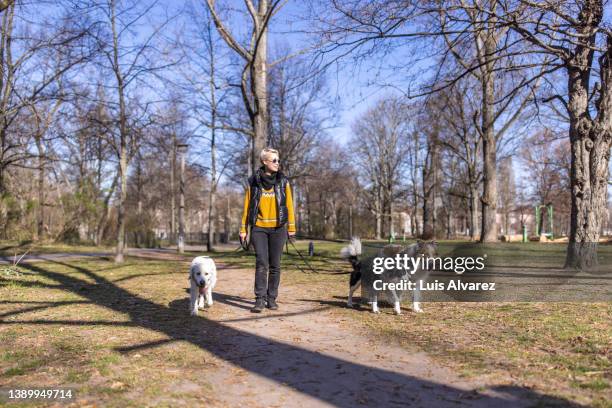 woman taking her three dogs out for a walk at the park - frauen hund park stock-fotos und bilder