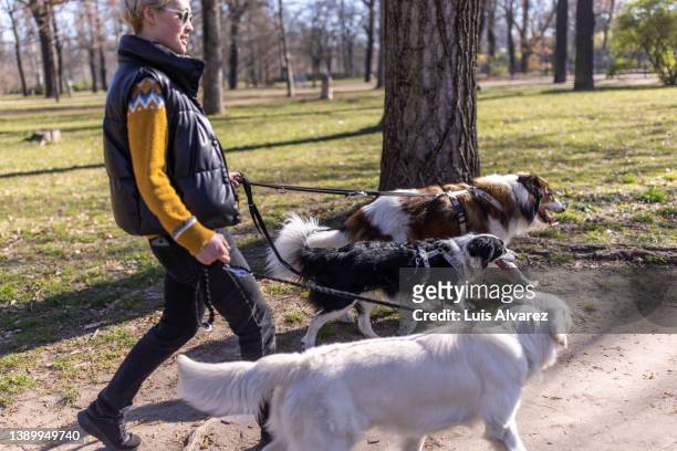 woman taking her pet dogs out for a walk at the park - dog sitter stock pictures, royalty-free photos & images