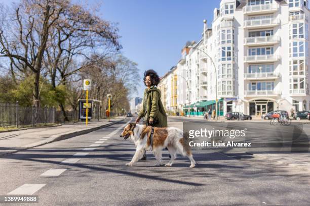 woman crossing the street with her pet dog labrador on leash - pet equipment stock pictures, royalty-free photos & images