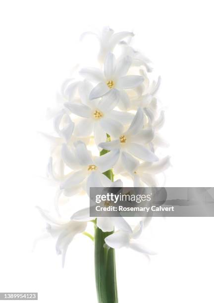 fragrant, pure white hyacinth flower, on white. - pure white background bildbanksfoton och bilder