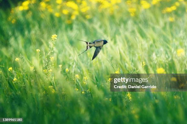 swift in flight, wild life photography, birds - national geographic society stock pictures, royalty-free photos & images