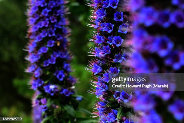 blue larkspur  (dephinium) - delfínio imagens e fotografias de stock