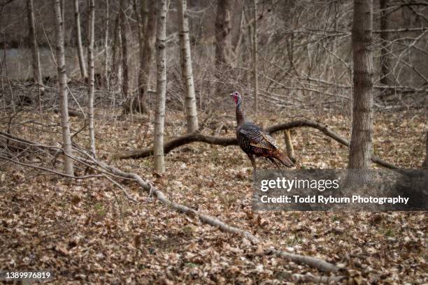 wild turkey in the woods - turkey hunting fotografías e imágenes de stock