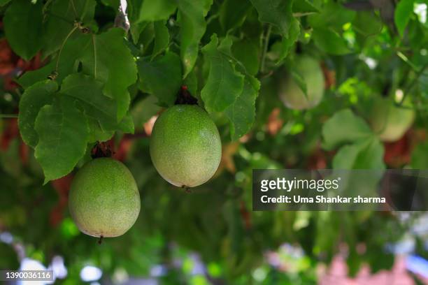 passion fruits closeup. - passion fruit stock pictures, royalty-free photos & images