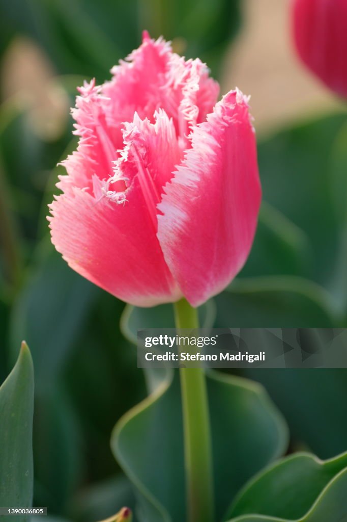 Pink tulip