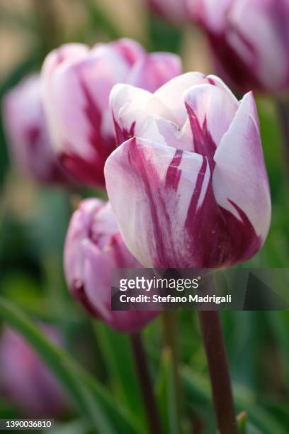 tulips - tulipa fringed beauty stock pictures, royalty-free photos & images