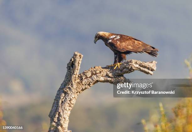 spanish imperial eagle - aquila heliaca stock pictures, royalty-free photos & images