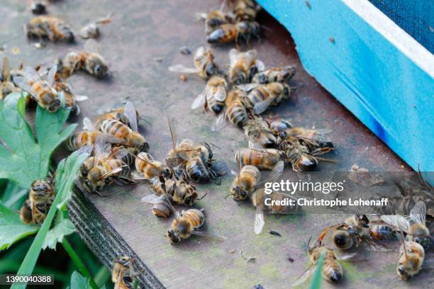dead bees in coulommiers, france - dead bees stock pictures, royalty-free photos & images
