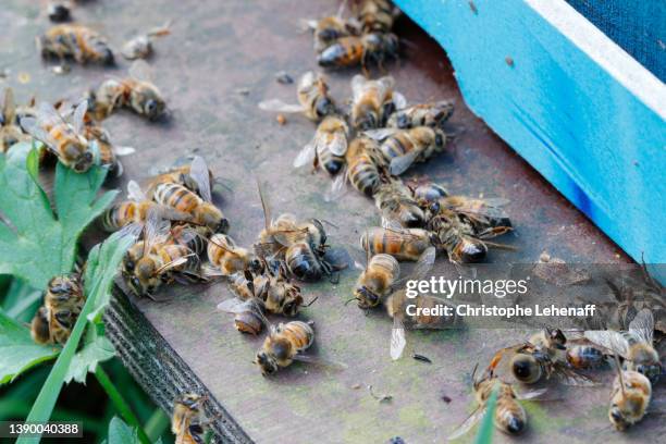 dead bees in coulommiers, france - bee imagens e fotografias de stock