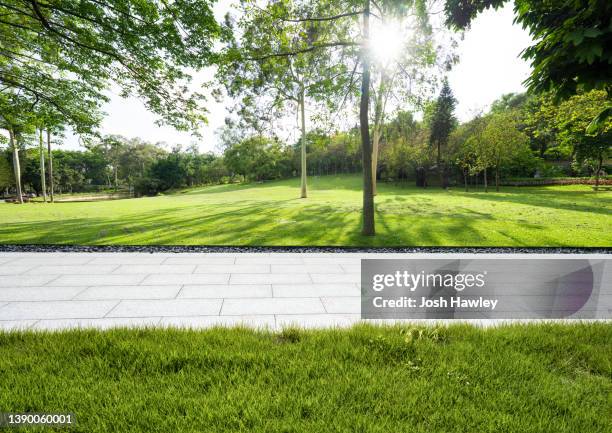 road between trees - public park 個照片及圖片檔