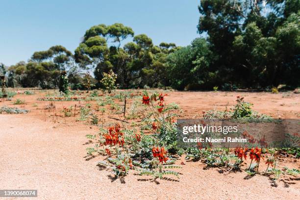 sturt's desert pea growing in an outback desert garden - mildura stock pictures, royalty-free photos & images