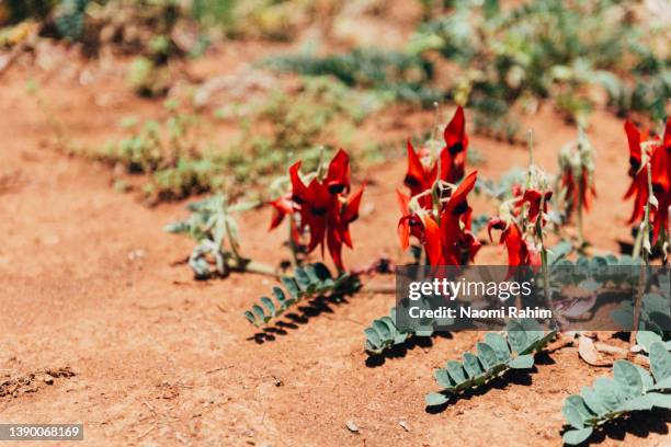 sturt's desert pea, native australian wildflower growing in red desert soil - murray river stock pictures, royalty-free photos & images