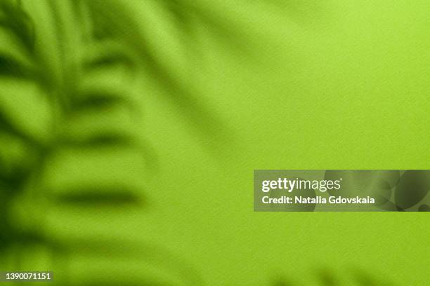 soft focused coconut palm frond leaf silhouettes on bright green daylight background with copy space - palm tree stock illustrations stock pictures, royalty-free photos & images