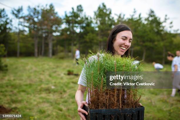 mujer cargando un manojo de plantas de pino - plantar fotografías e imágenes de stock