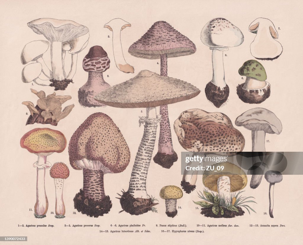 Edible and poisonous mushrooms, hand-colored wood engraving, published in 1887