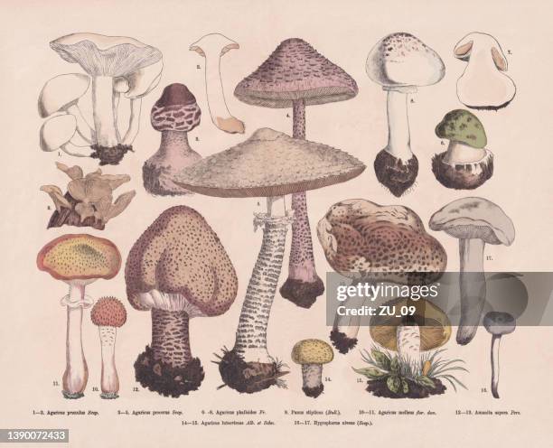 edible and poisonous mushrooms, hand-colored wood engraving, published in 1887 - amanita phalloides stock illustrations